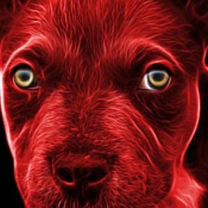 Meet your Posher, Dre